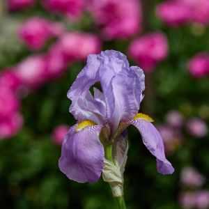 Image 102